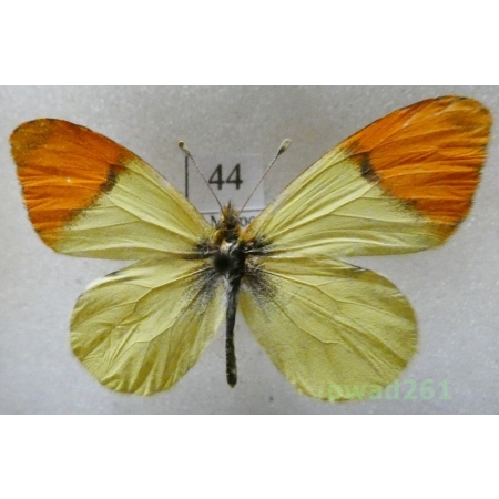 Anthocharis belia (Linnaeus, 1767) Morocco44